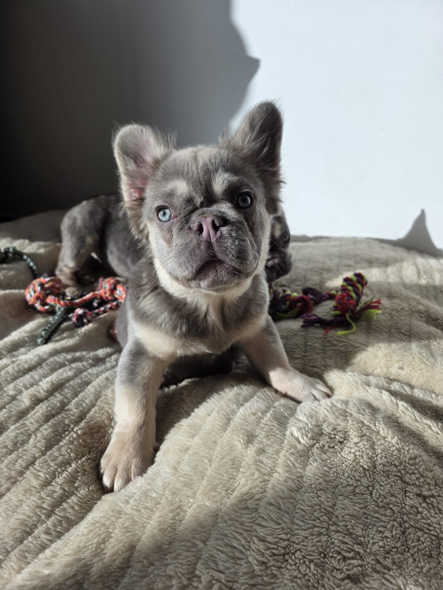 Bouledogue français exotique