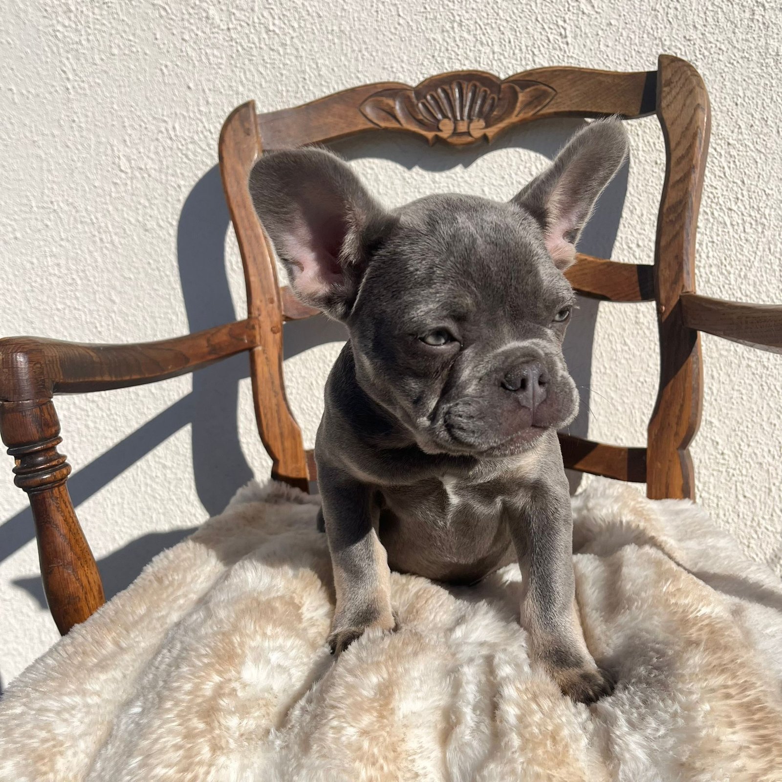 Bouledogue français exotique