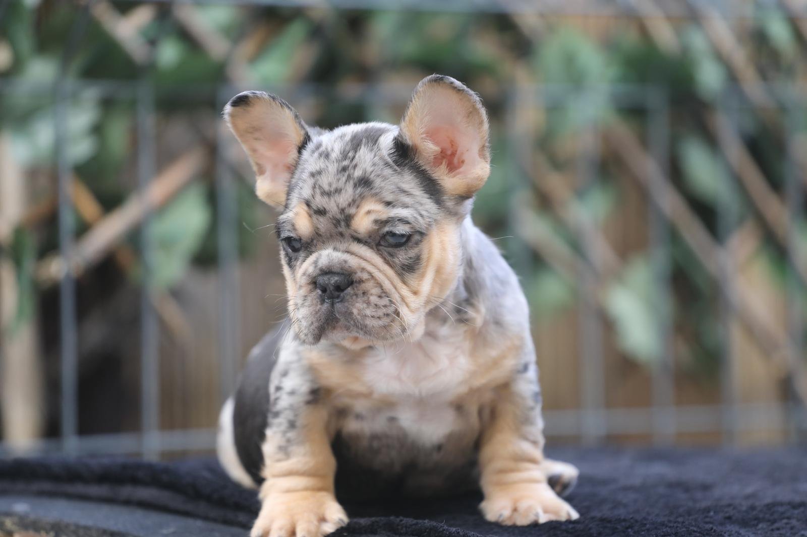 Bouledogue français exotique