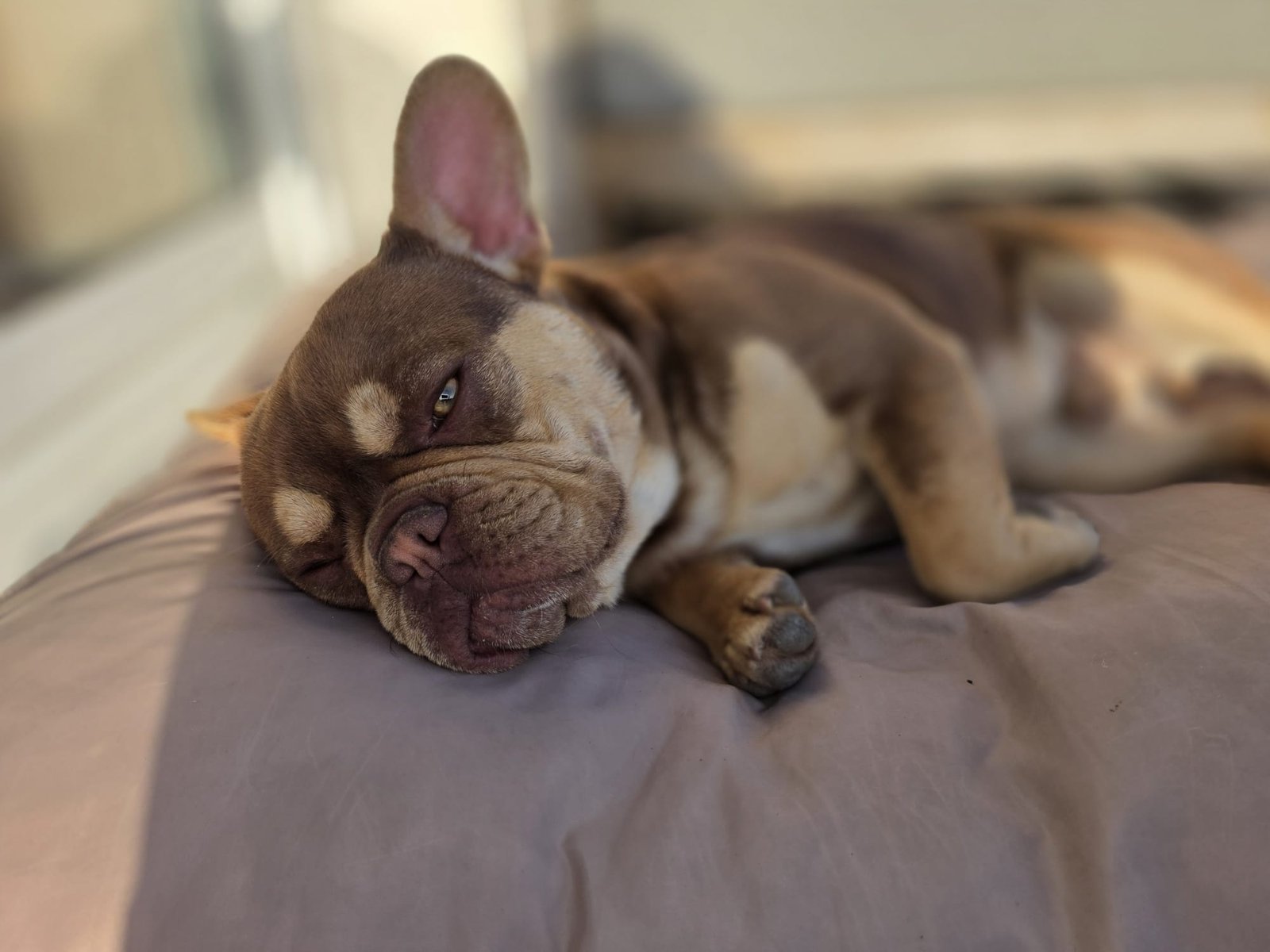 Bouledogue français exotique