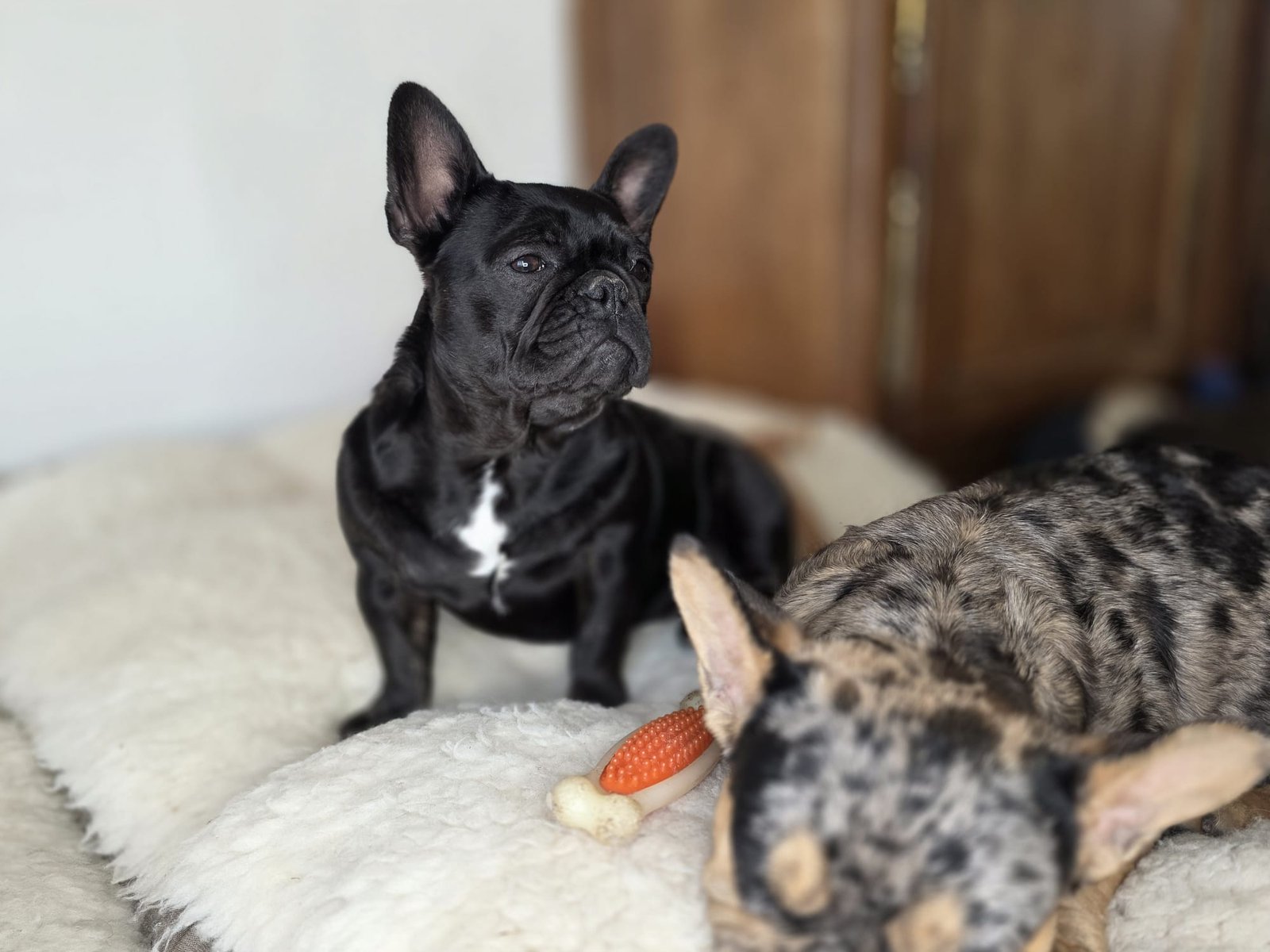 Bouledogue français exotique