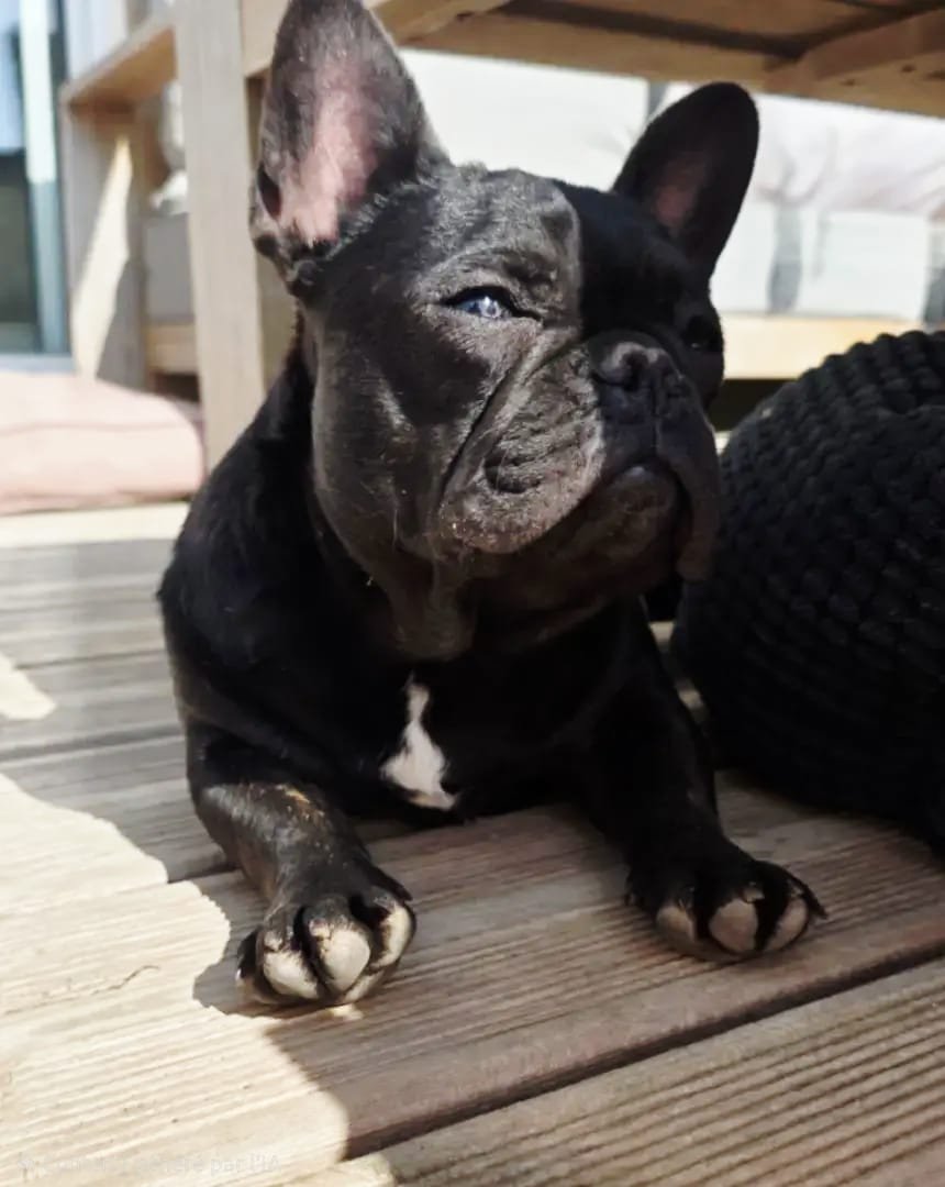 Bouledogue français exotique
