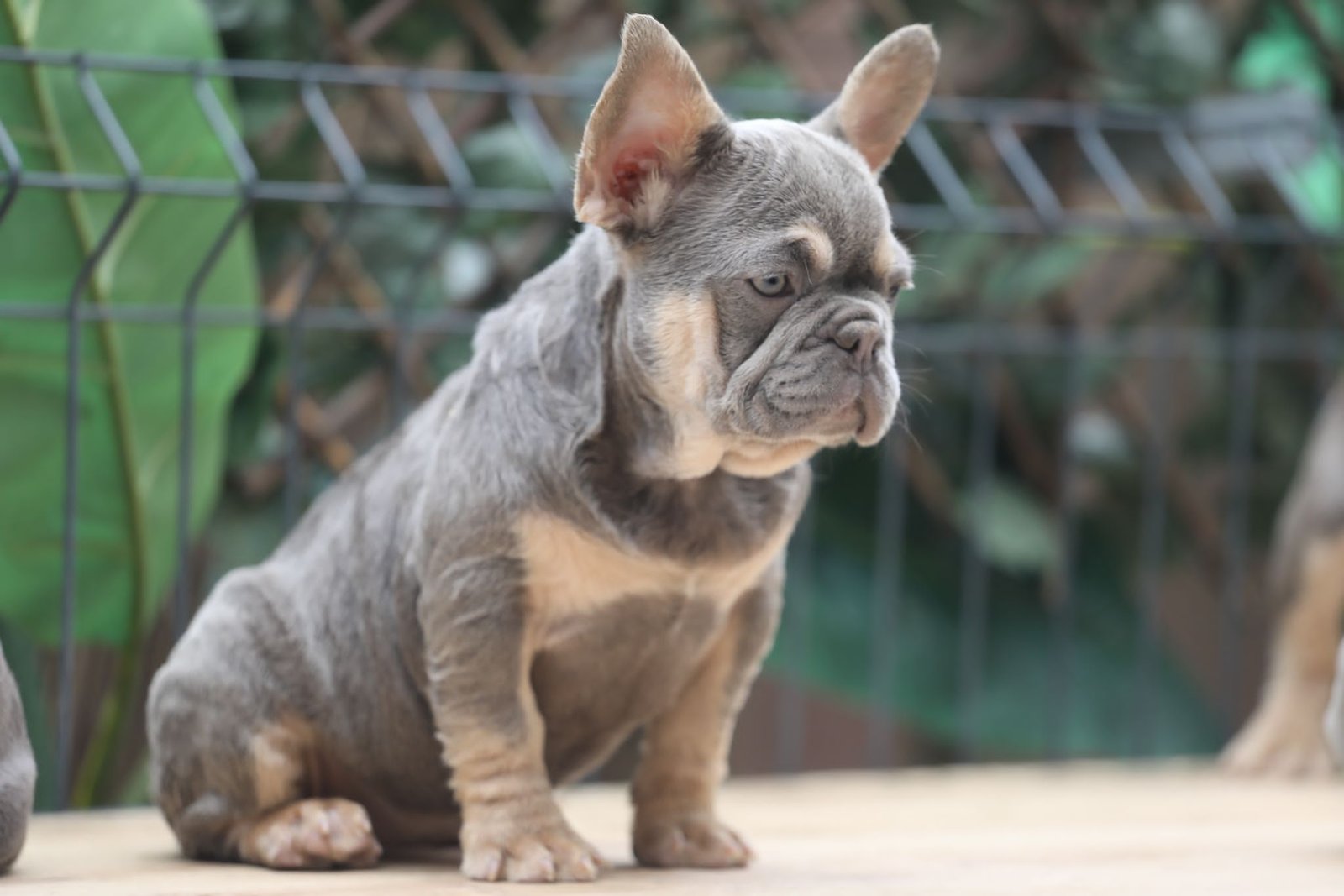 Bouledogue français exotique La Vie d'Edgard