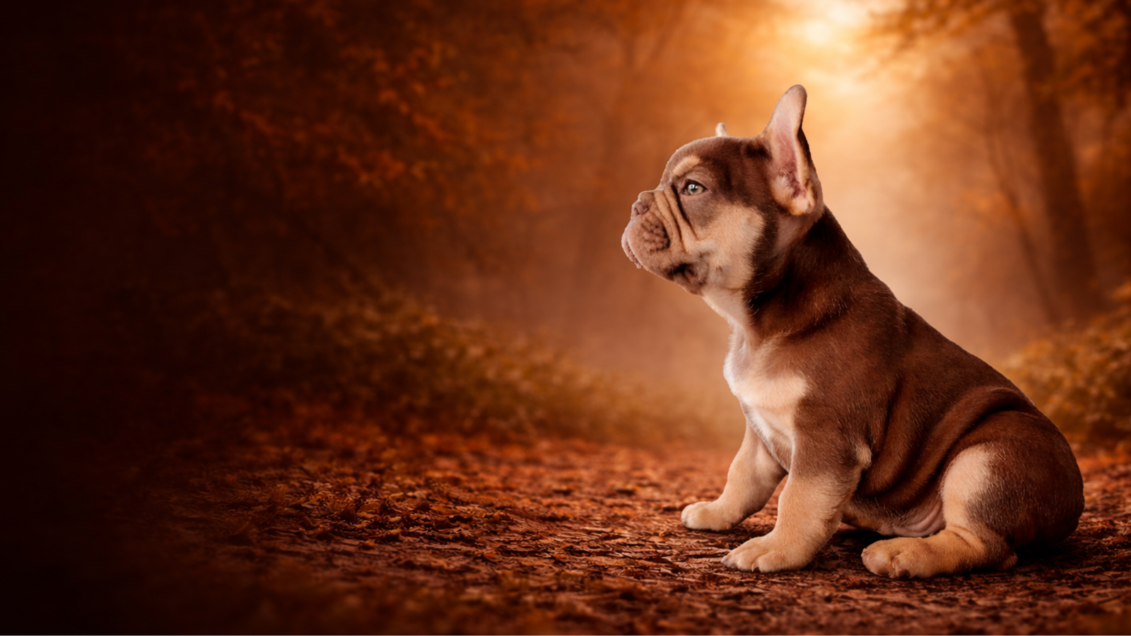 Bouledogue français La Vie d'Edgard