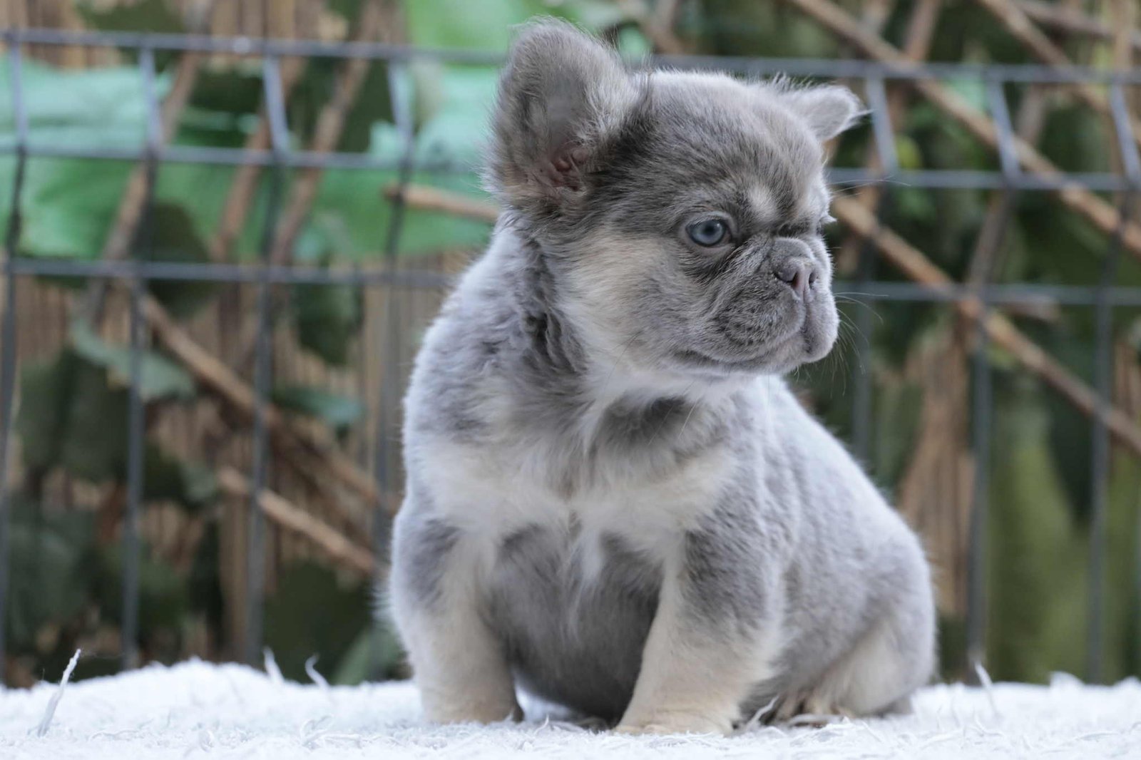 Bouledogue Français Fluffy : Origine, Santé et Prix