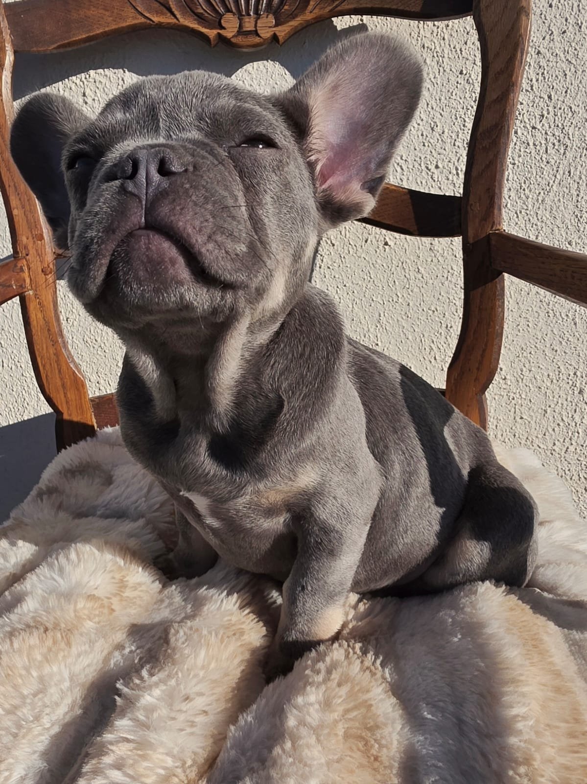 Sidonie 2