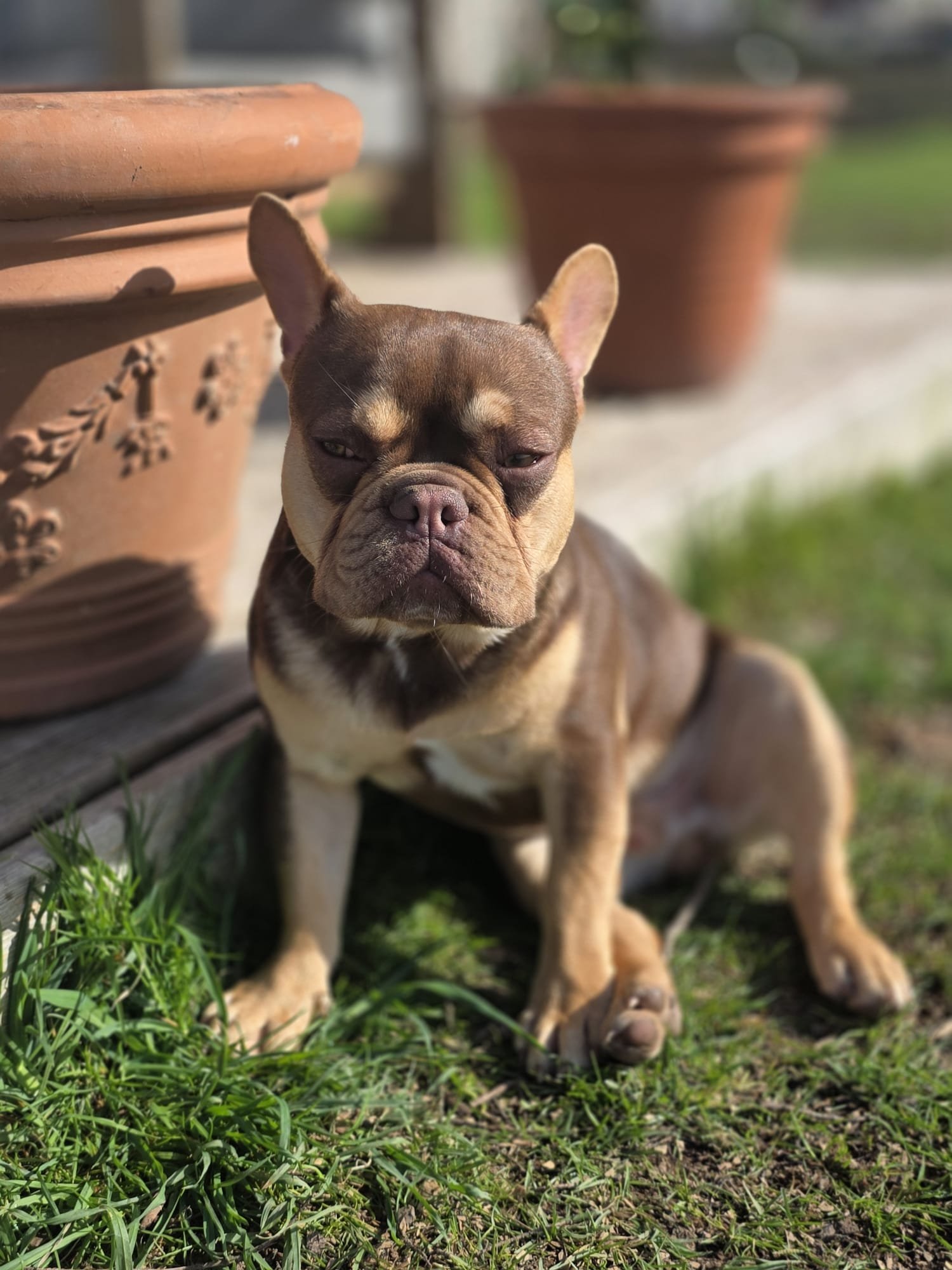 Edgard — Bouledogue français exotique ROJO tan