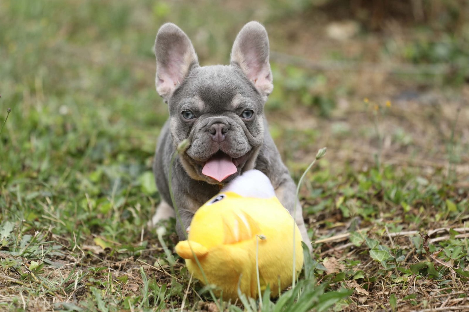 Chiot