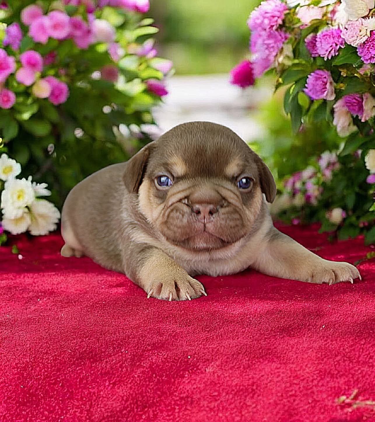 Chiot 10