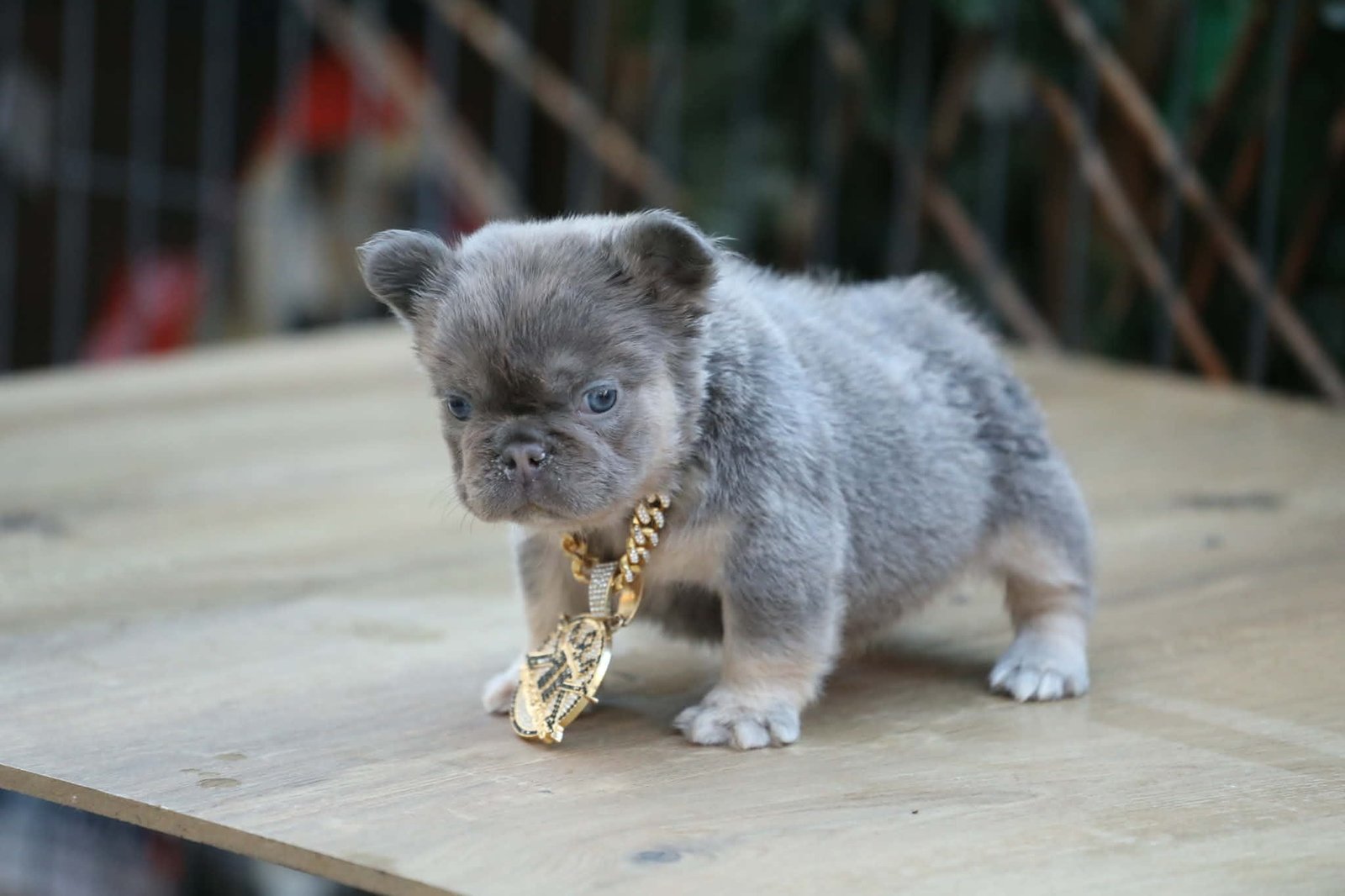 Chiot 11