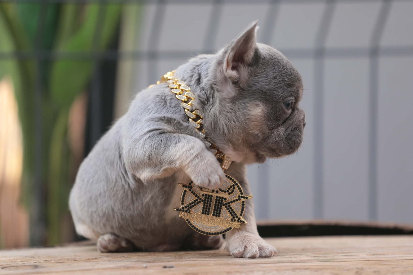 Chiot 12