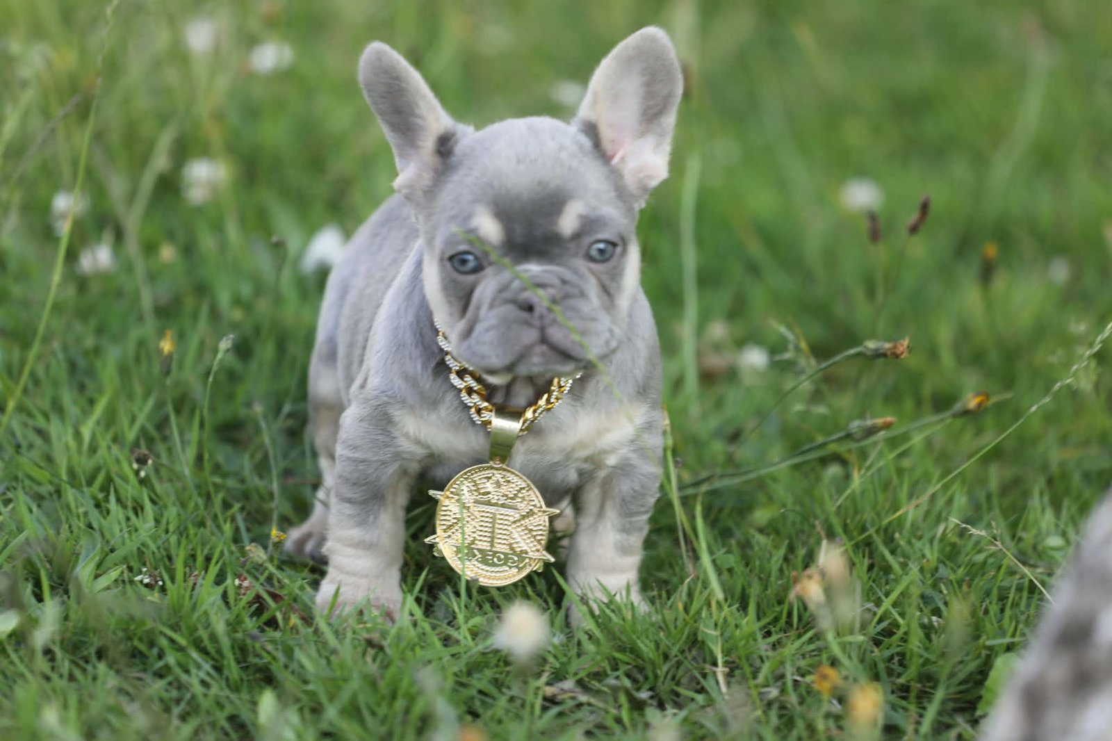 Chiot 13