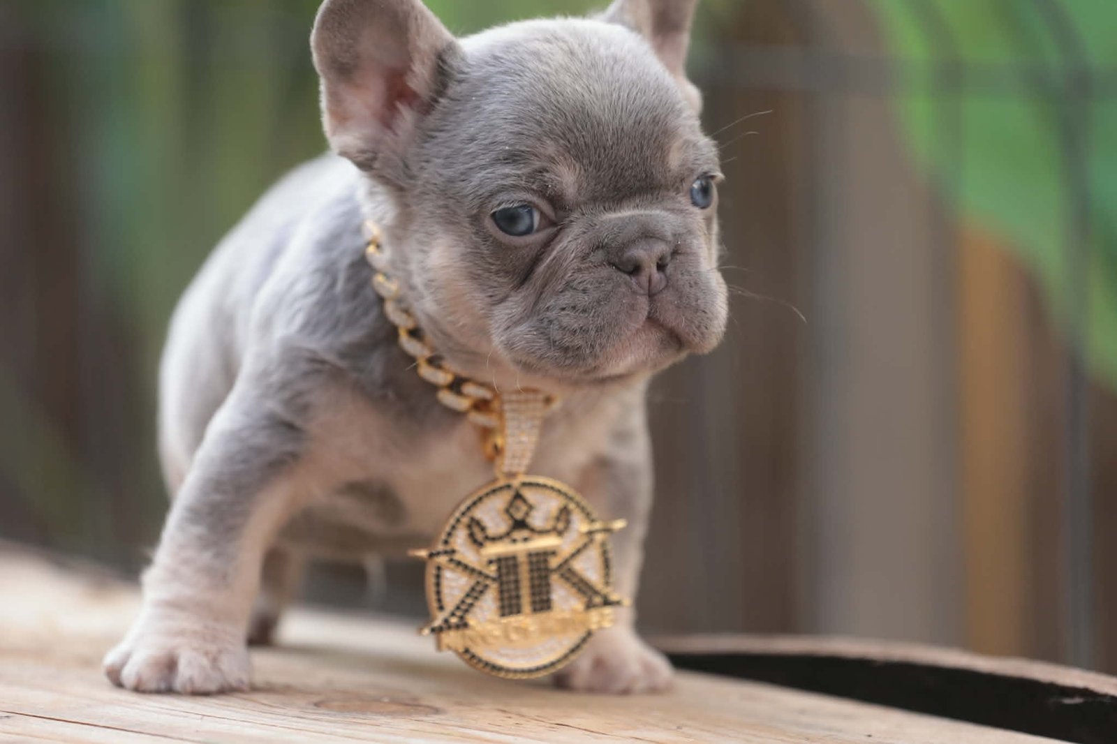 Chiot 14