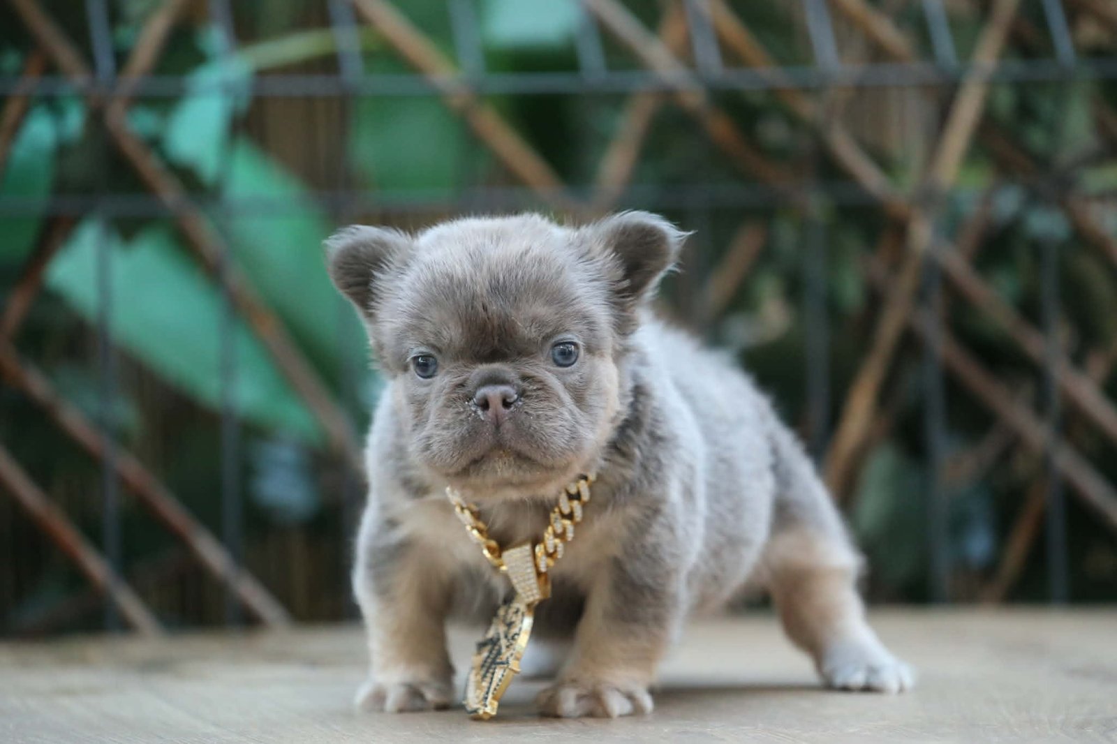 Chiot 5
