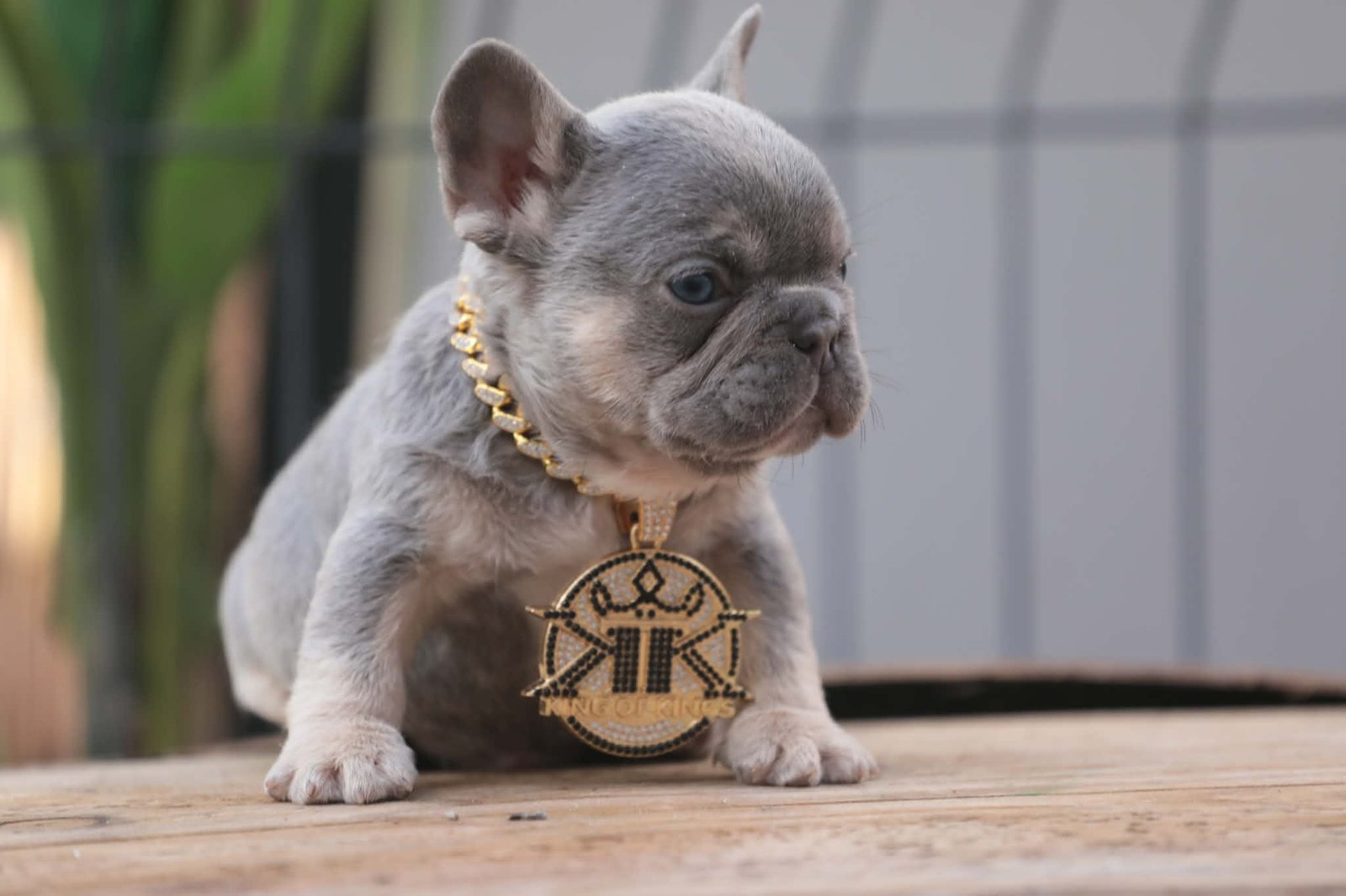 Chiot 6