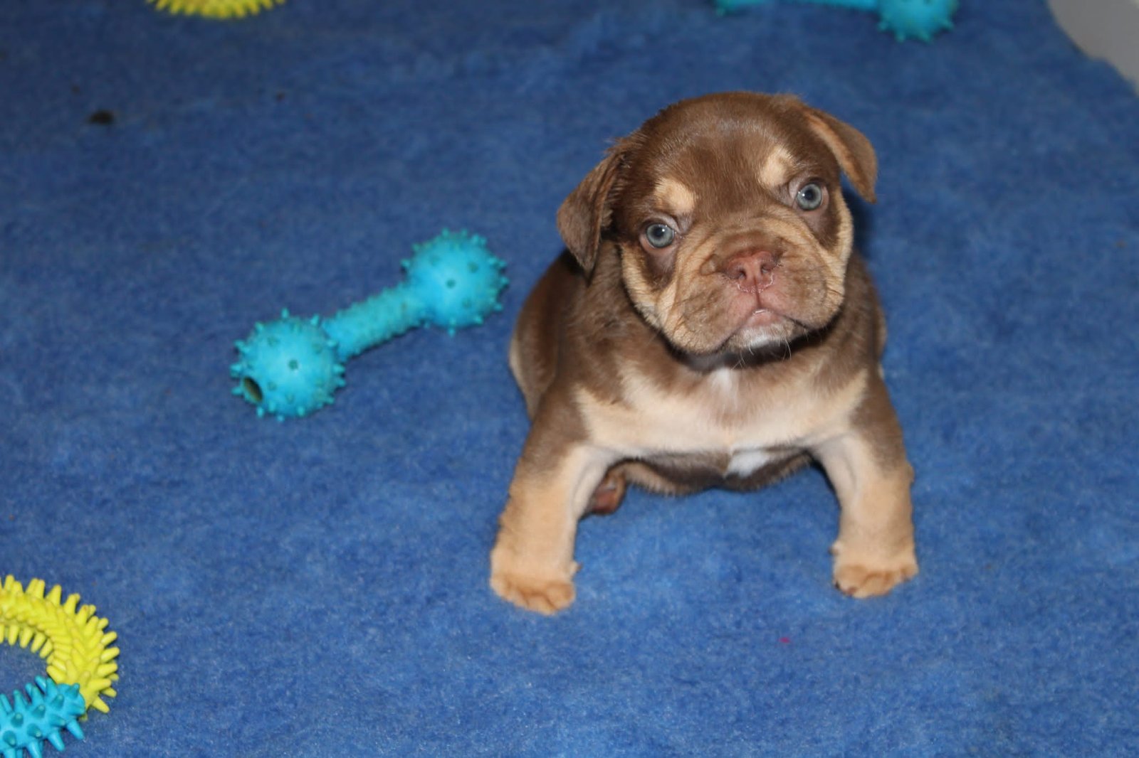 Chiot 7