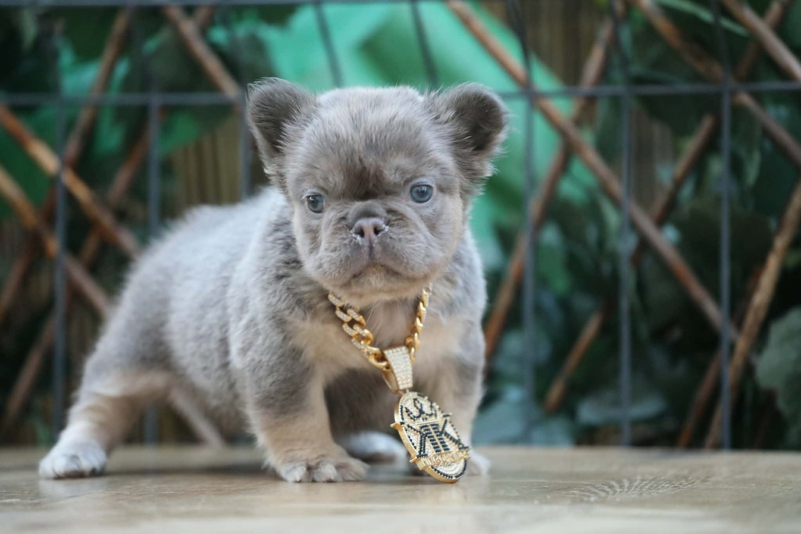Chiot 8