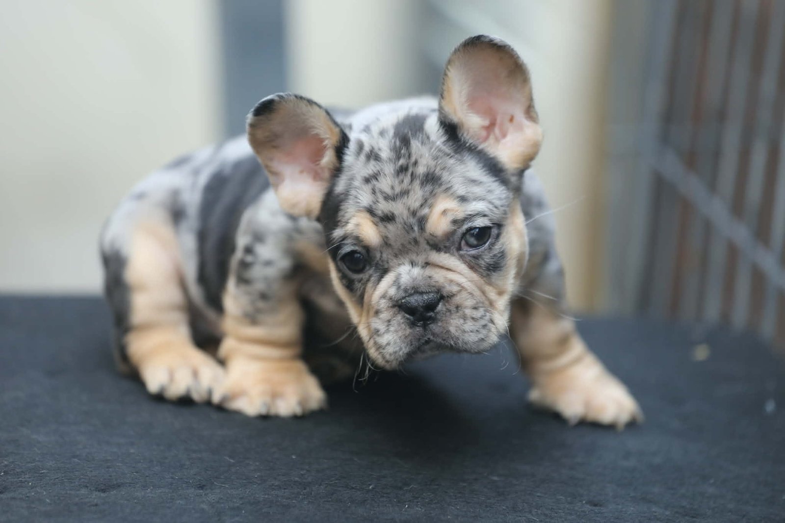 Chiot 9